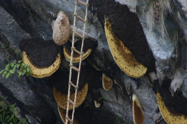 Honey Hunting